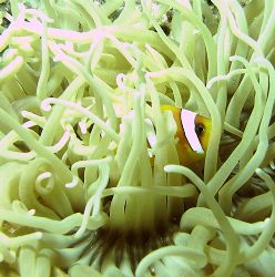 Taken with Reefmaster DC 500 at St.Jond reef whilest nigh... by Patrick Neumann 